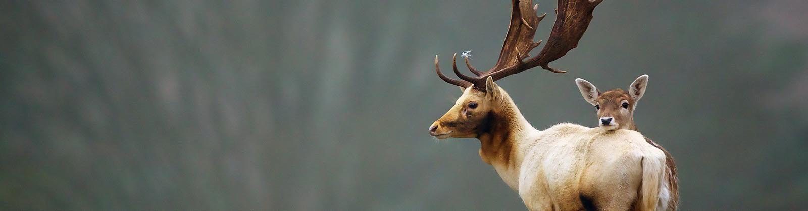 Natural Deer Antler in the wild